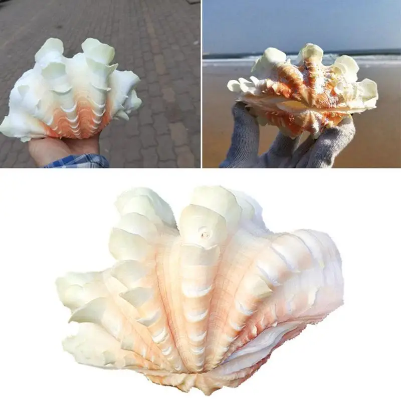 

Conch Shell Dragon Scale Melaleuca Shell Shell Couple Shell Home Landscaping Shell Decoration Fish Tank Potted M7Z1