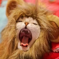 cute lion mane cat wig pet small dog cats costume lion mane wig cap hat for cat dogs fancy costume cosplay toy pet supplies