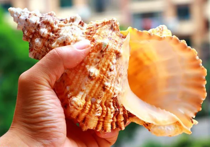 Ракушки ремесла натуральные жемчужные четыре большие известные ракушки