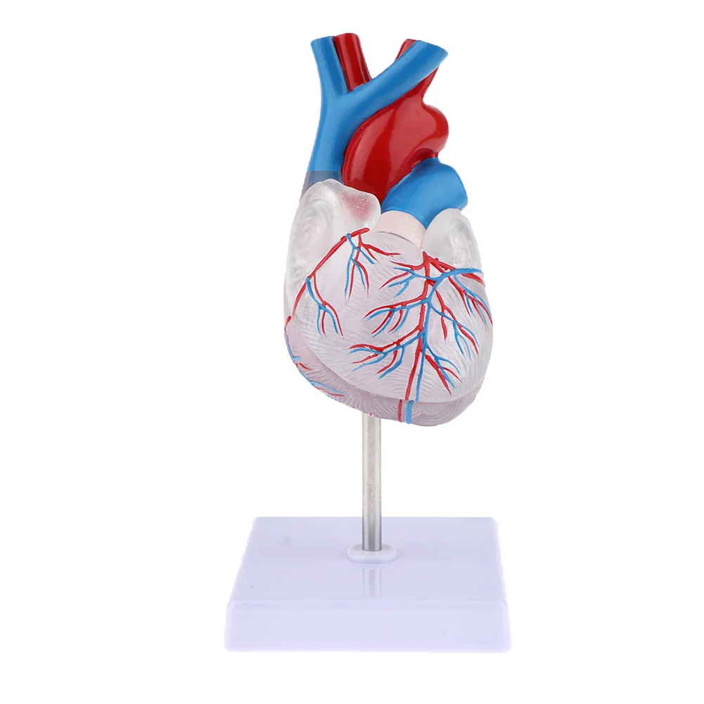 

Transparent Human Heart Model Circulation System Anatomical Model Human Heart Anatomical Model Medical Teaching Aid