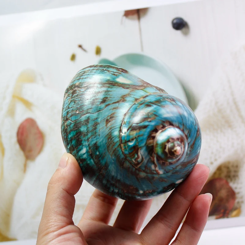 Флуоресцентный узор Улитка Средиземноморский натуральный ракушка коллекция