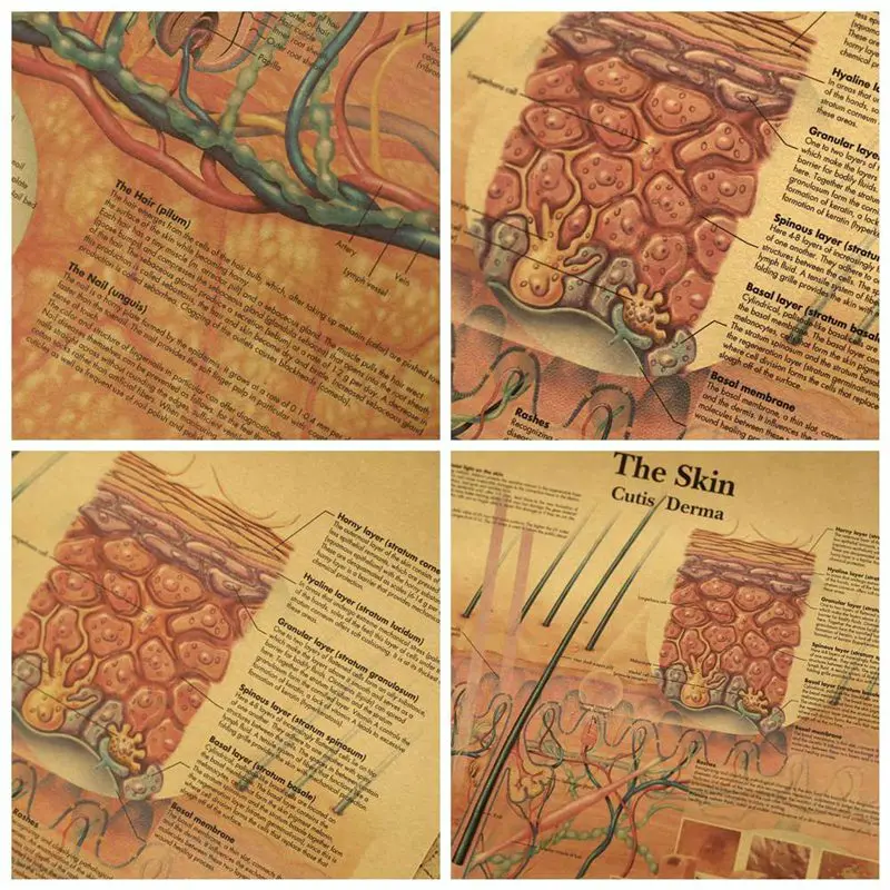 Картина с изображением человеческого тела-искусственная кожа домашний декор