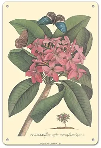 

Plumeria - Flore ROSEO Odoratissimo - Frangipani - Botanical Illustration by Georg Dionysius Ehret c.1749 Metal Tin Sign