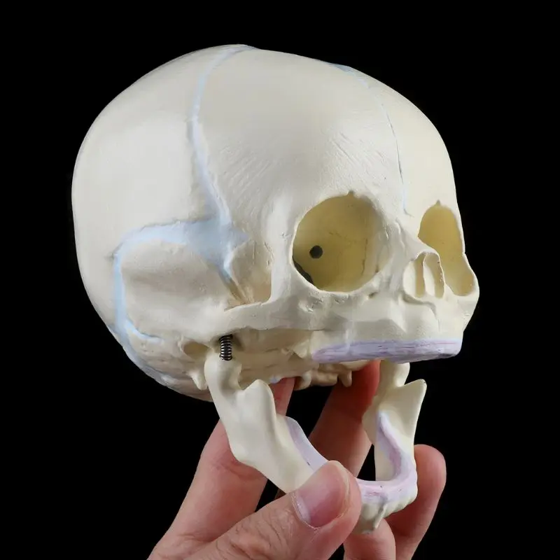 1: 1 Human Fetal Baby Infant Medical Skull Anatomical Skeleton Model Teaching Supplies for Science Dropshipping | Канцтовары для