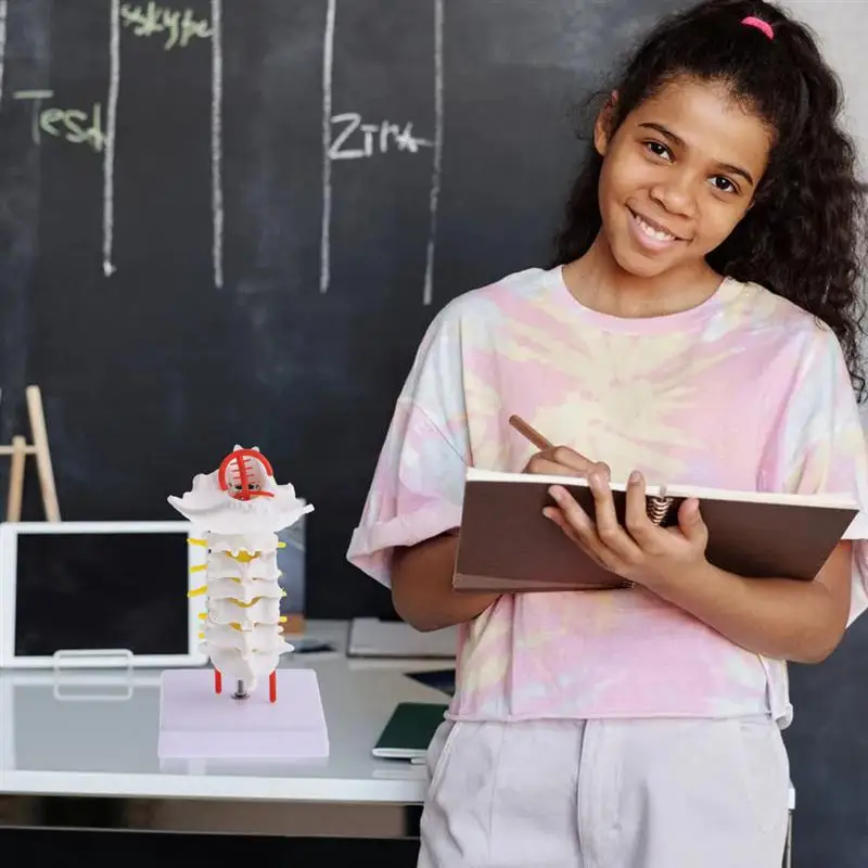 

1pc Cervical Spine Model Simulation Intervertebral Medical Model Teaching Prop