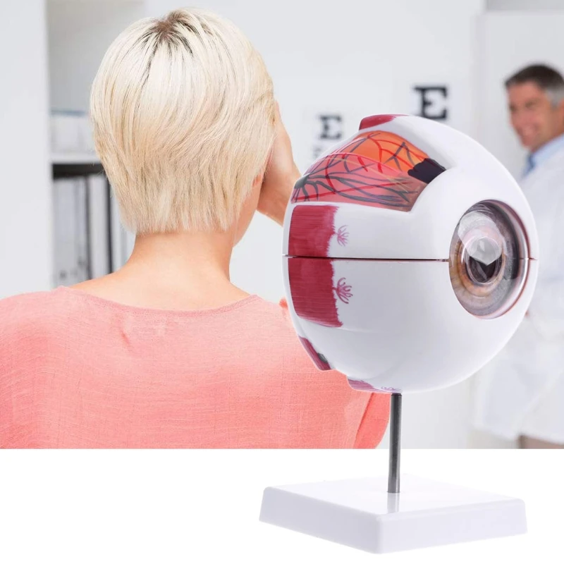 

Free shipping Eyeball Model Anatomical Eyeball Model Medical Learning Aid Teaching Instrument Medical Science Teaching Resources