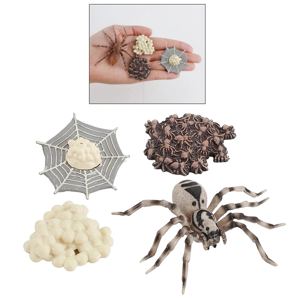 

, Life Cycle of Spider. Realistic Insect Animal Figurine Model