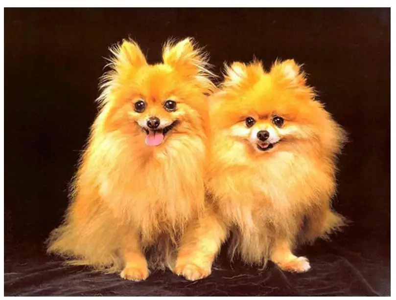 Животные Алмазная вышивка померанские собаки картина искусство стразы мозаика