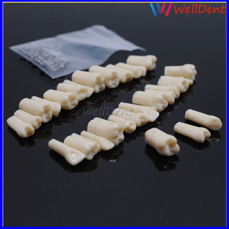 Стоматологический зуб из смолы для подготовки к ЕГЭ взрослых in Vitro Модель 32 шт. 28