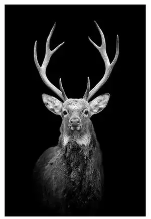 

24 вида на выбор, постер с шелковым принтом льва, слона, оленя, зебры, 24x36 дюймов