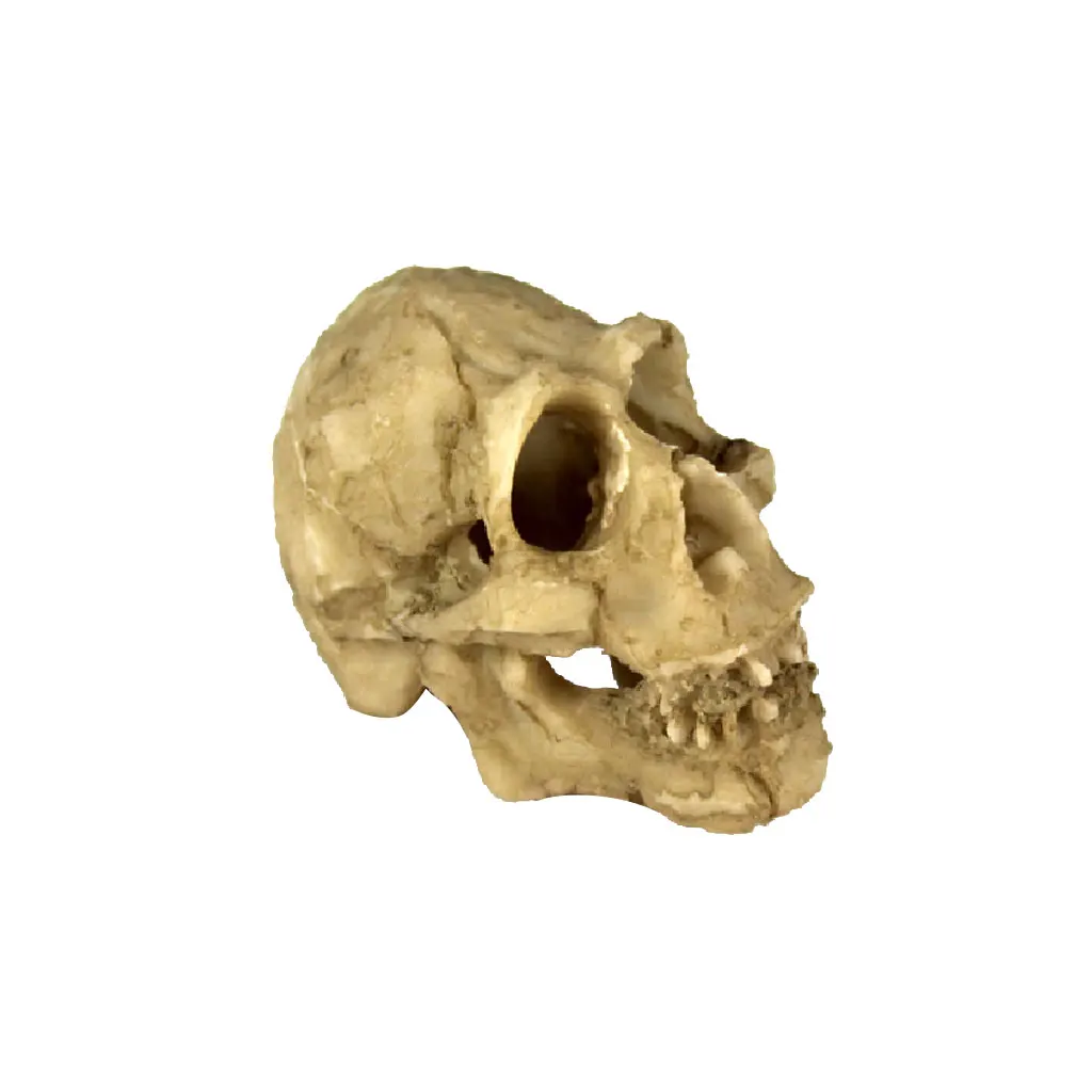 

Для вивария для рептилий украшения головная кость череп статуя Террариум аквариума озеленение, Декор Пещера-украшение череп голова