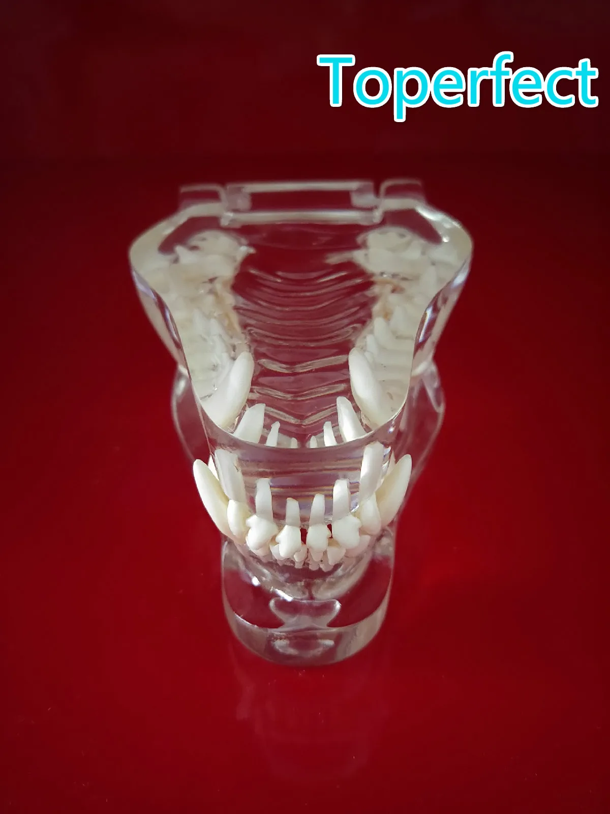 Transparent Resin Dog Anatomical Teeth Teaching Demonstration Veterinary Animal Skeleton Crystal Specimen Dentition Model |