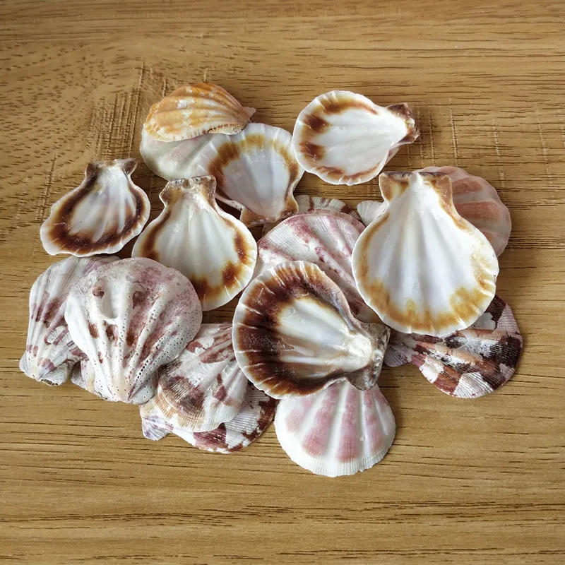 20 шт натуральные морские ракушки seastar красочные натуральные ракушки украшения серьги-ракушки декоративные украшения