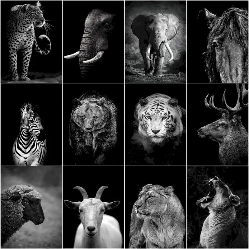 

GATYZTORY Painting By Number Black And White Drawing Animal On Canvas Acrylic HandPainted Art Gift DIY Pictures By Number Animal