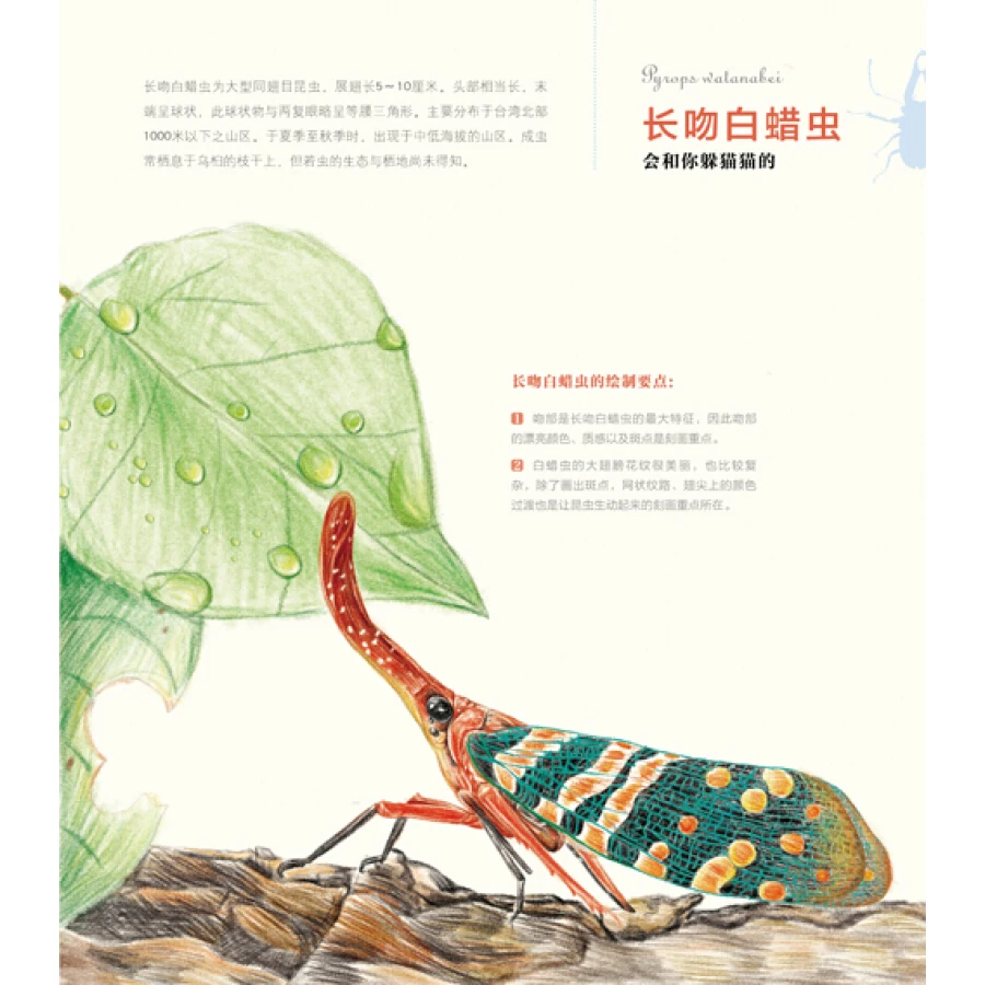 Книга с изображением насекомых: искусство 30 замечательных насекомых | Канцтовары