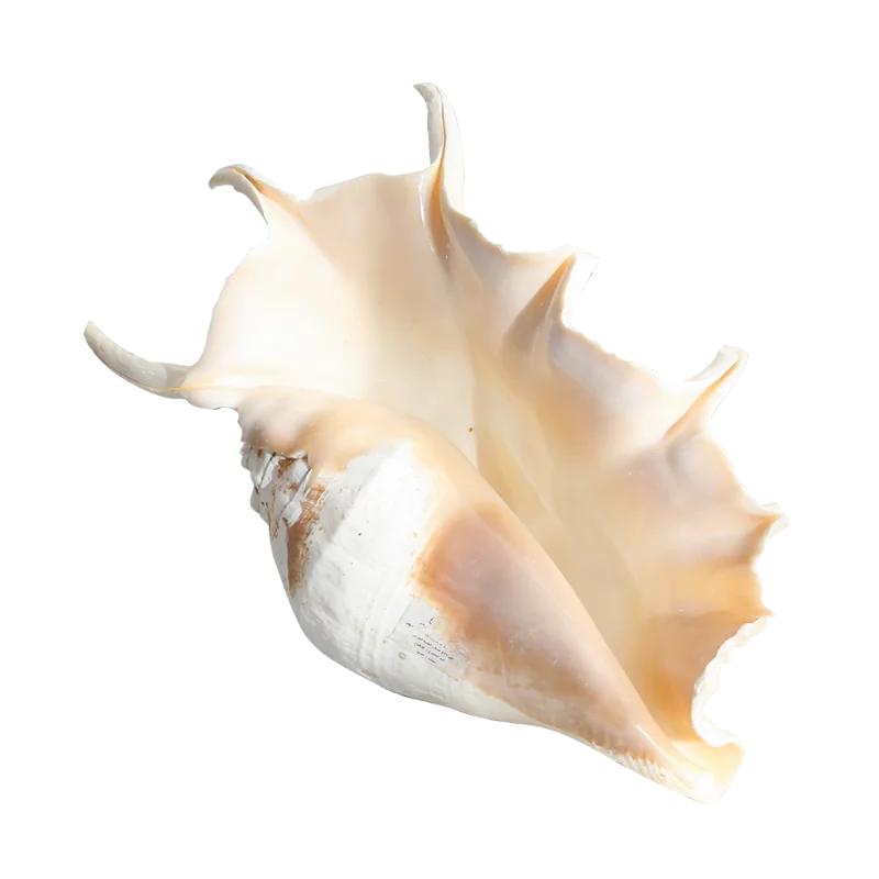 

Аквариум с натуральными ракушками, Ювелирное Украшение для свадебного аквариума, ландшафтное украшение, средиземноморские ракушки, морски...