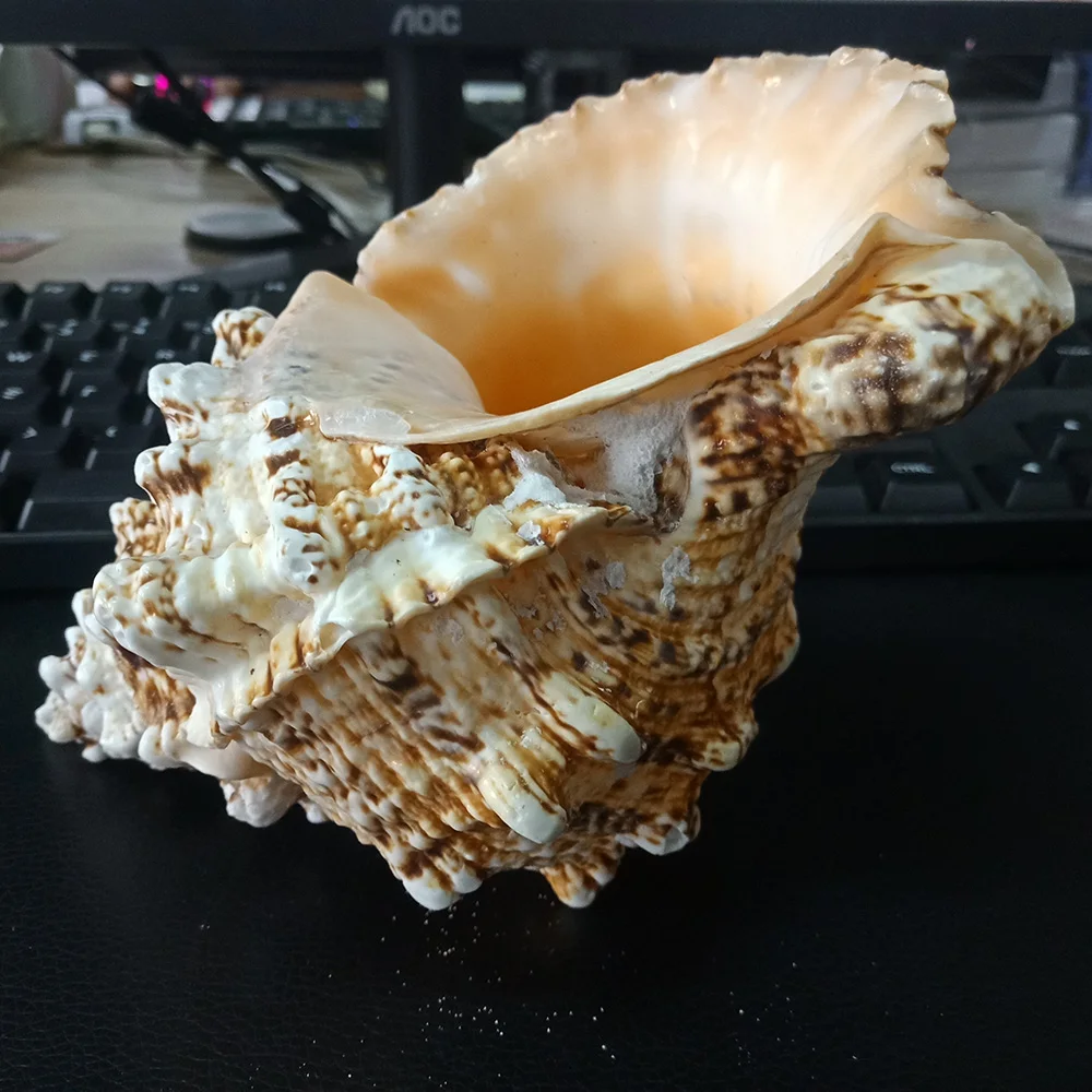 Натуральные морские улитки большие предметы без повреждений украшение сделай