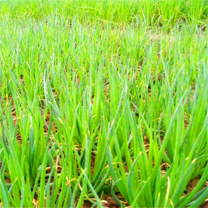100 шт./лот Chive (Allium ascalonicum) открытый горшечные цветущие растения для дома и сада| |