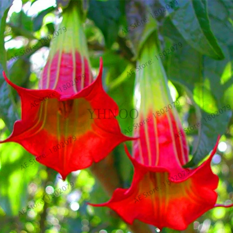 13 Свежий 100 шт редкий Datura бонсай бругмансия Suaveolens фламенко Красивая Мандала Цветок садовый многолетник Горшечное растение - Цвет: 13