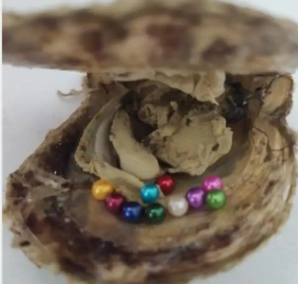 3-4 мм детский Жемчуг 5 шт. внутри пресноводный Устрица/Устрица акойя оболочка