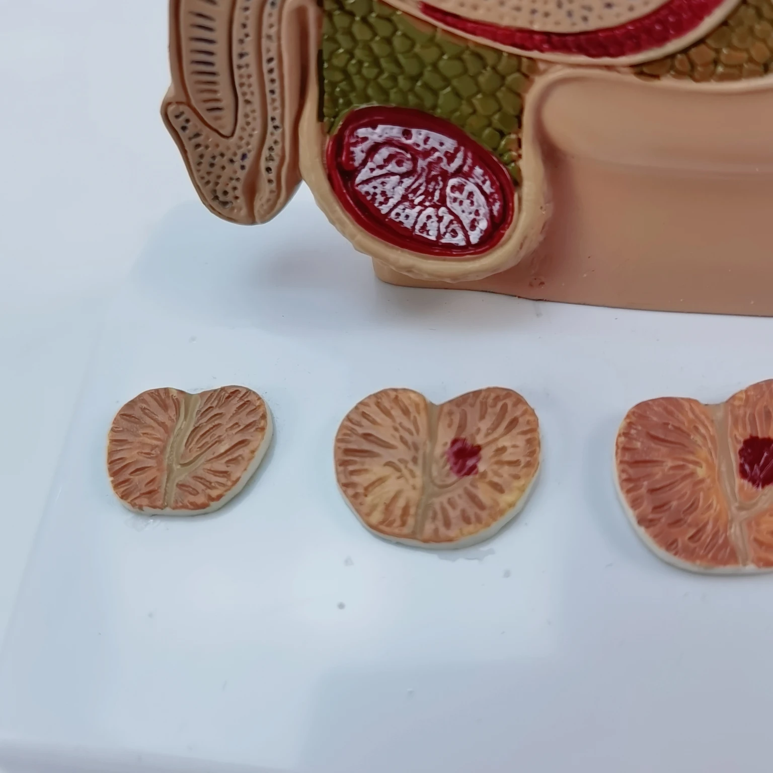 Мужская модель таза анатомическая мочевая система медицинское оборудование