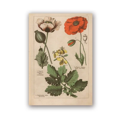 PH5997 Botanical коллекция винтажные плакаты и принты травы 1898s русский язык стены искусства картины холст живопись Домашний Декор стены - Цвет: PH5997