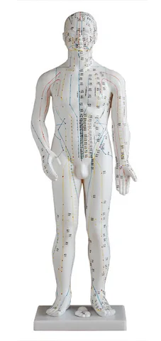 Китайская медицина, акупунктура, модель 70 см, меридиан, акупунктность, имитация медицинского обучения, протез человека, резиновый человек