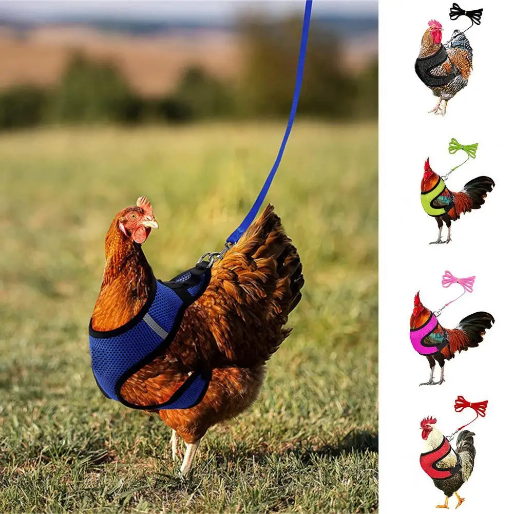 1 Set Chicken Harness Pretty Unisex Mesh Design Outdoor Chicken Vest Harness for Goose  Duck Leash  Chicken Harness