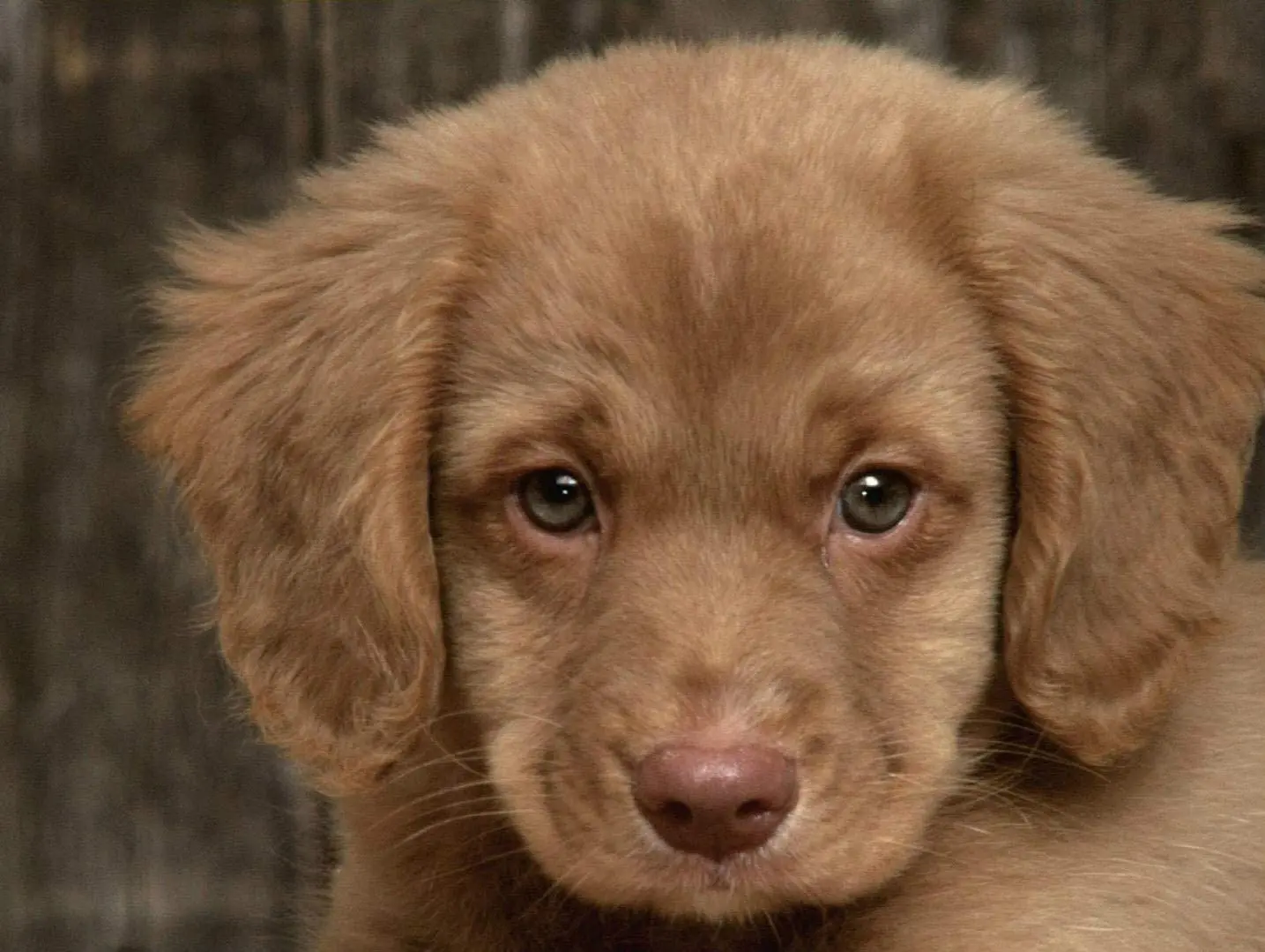 

Nova Scotia Duck Tolling Retriever Puppy Iron Poster Bar Pub Garage Diner Cafe Home Wall Decor Home Decor Art Poster Retro