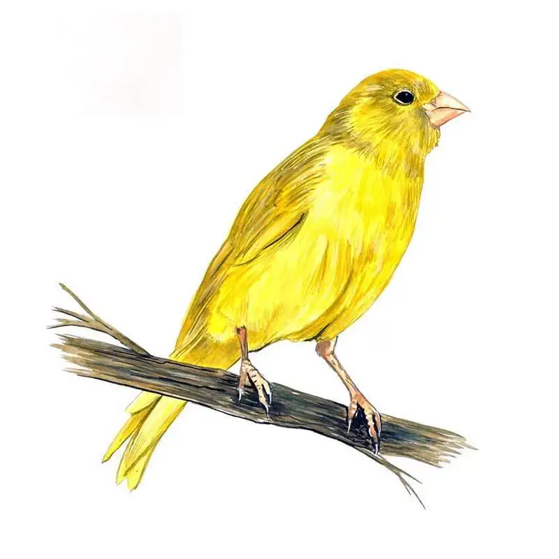 

Personality Yellow Canary Finch Bird Watching Home Office Room Camp Decor Decal Wall Art Car Sticker Graphic Apply To Car Window
