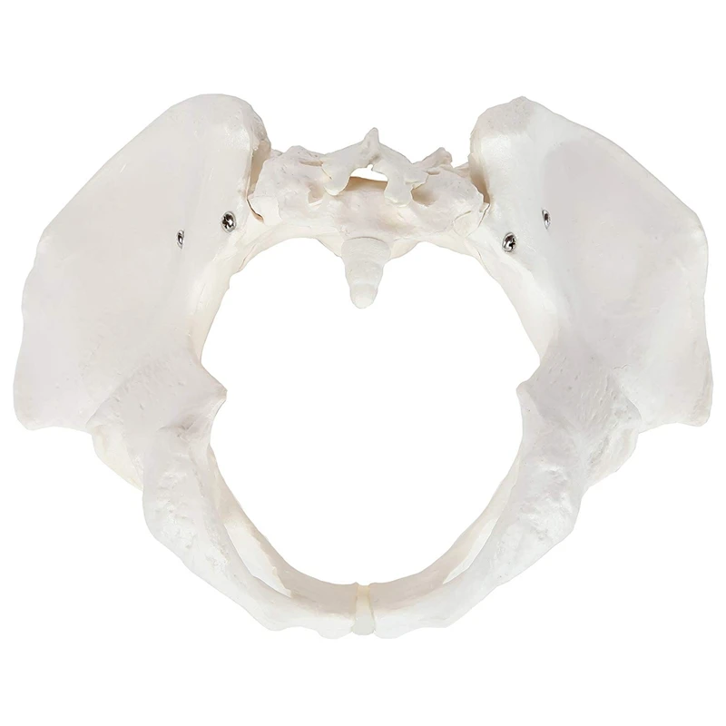Female Anatomy Pelvis Pelvic Skeleton Throat Anatomical Skull Sculpture Head Body Model |