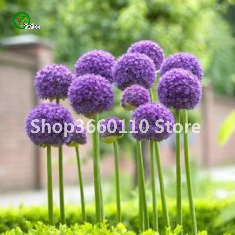 100 шт./упак. Seedsplants Giant Allium Giganteum красивый цветок-бонсай садовое растение в уровень почкования 95% редкий цветок для малыша