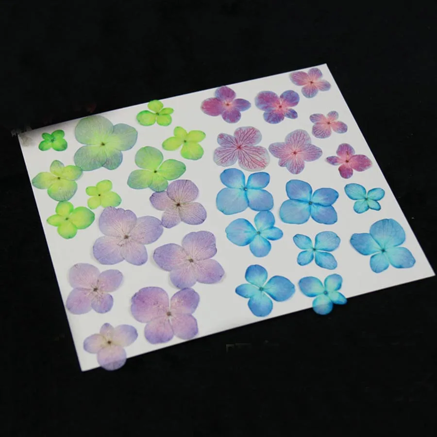 60 шт. прессованный высушенный ослепительных цветов Гортензия макрофилла