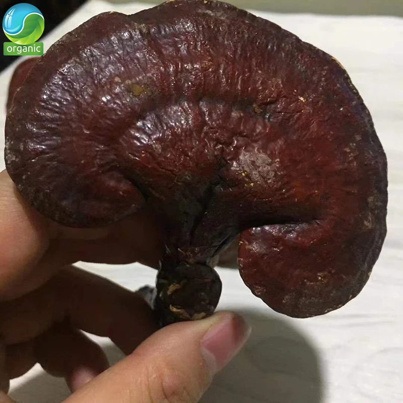 

Wild Reishi Mushroom(Organic)/Organic Gannoderma Liucium Whole Red Reishi Mushroom Chinese Health Herbs Ling Zhi Powder