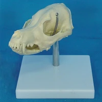 canine dog skull model anatomy skeleton veterinary specimen teaching display