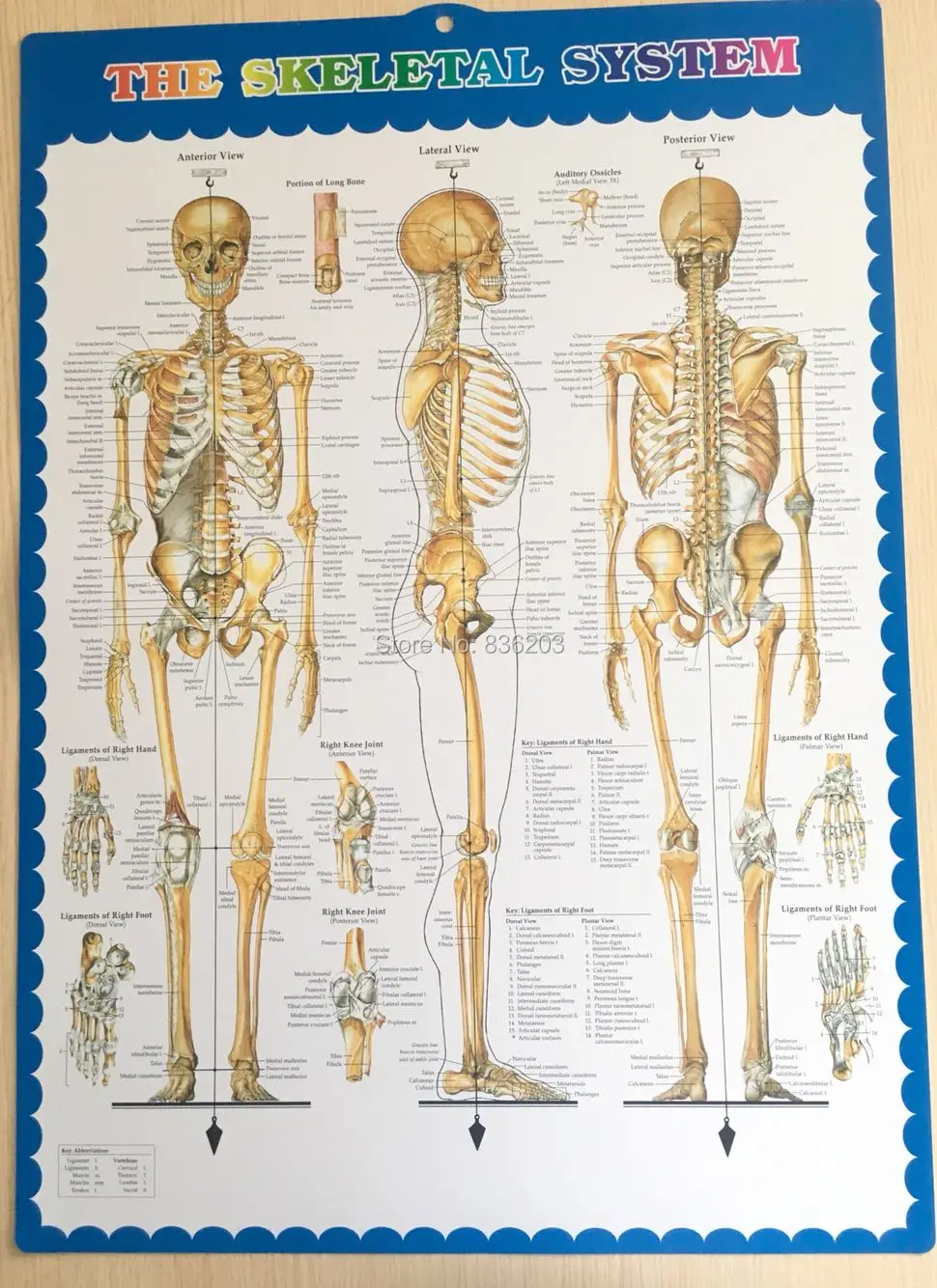 Художественный Шелковый плакат принт карта тела настенные картины для