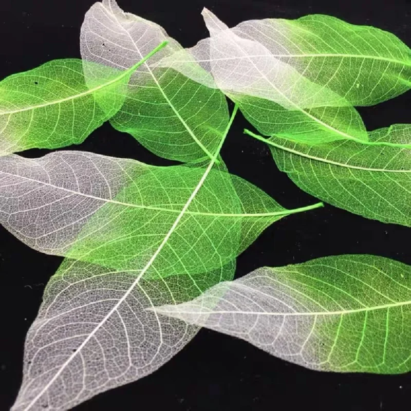 

100pcs 15-18cm Preserved Magnolia Skeleton Veins Leaves For Flower Arrangement Wedding Christmas Party Home Garden Decoration