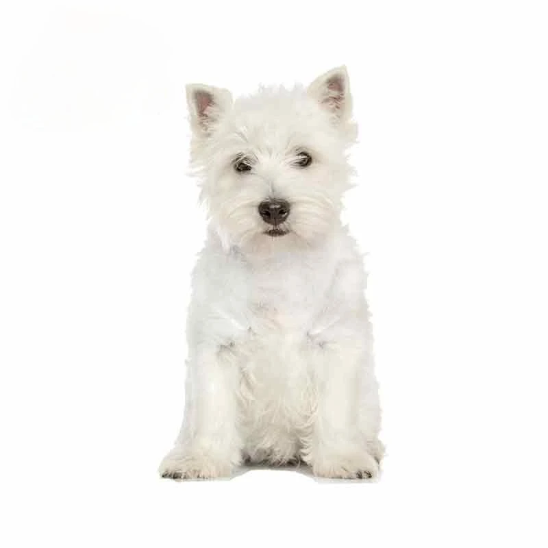 

Creative Animal White Westie Dog Vinyl Stickers Paint Stain Scratch Occlusion Sunscreen Waterproof Bumper Stickers Kk13*7cm