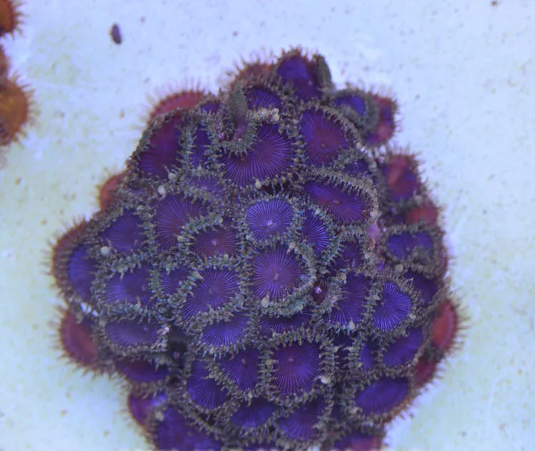 Аквариум морской коралловый риф танк SPS LPS кораллового цвета для поверхности