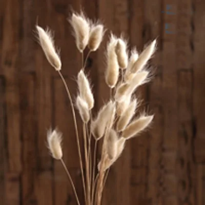 50pcs dried natural flower bouquets raw color Lagurus ovatus bouquets&ampUraria picta&ampraw rabbit tail grass bunches | Дом и сад