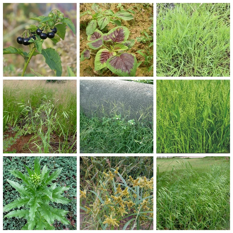 50 г аммония глифосата Глицин гербицид удалить броадлеаф трава убивает