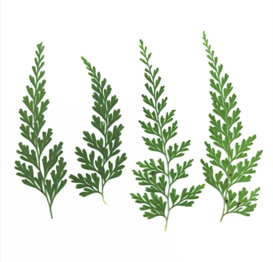 60 шт. прессованный высушенный цветочный натуральные Кристаллы ручной работы