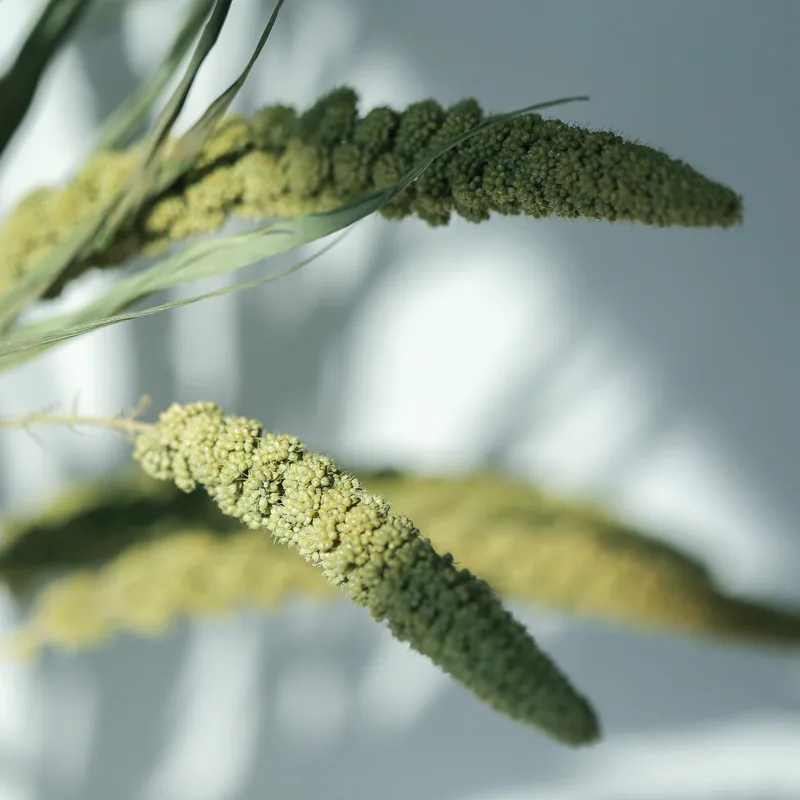 

20pcs Natural Dried Xiaomi Grass Bouquet Home Decoration For Wedding Home Decoration Craft