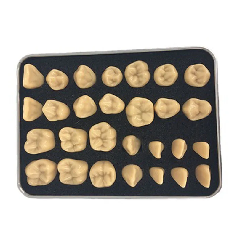 

2 times dental simulation tooth teaching model simulation particle model