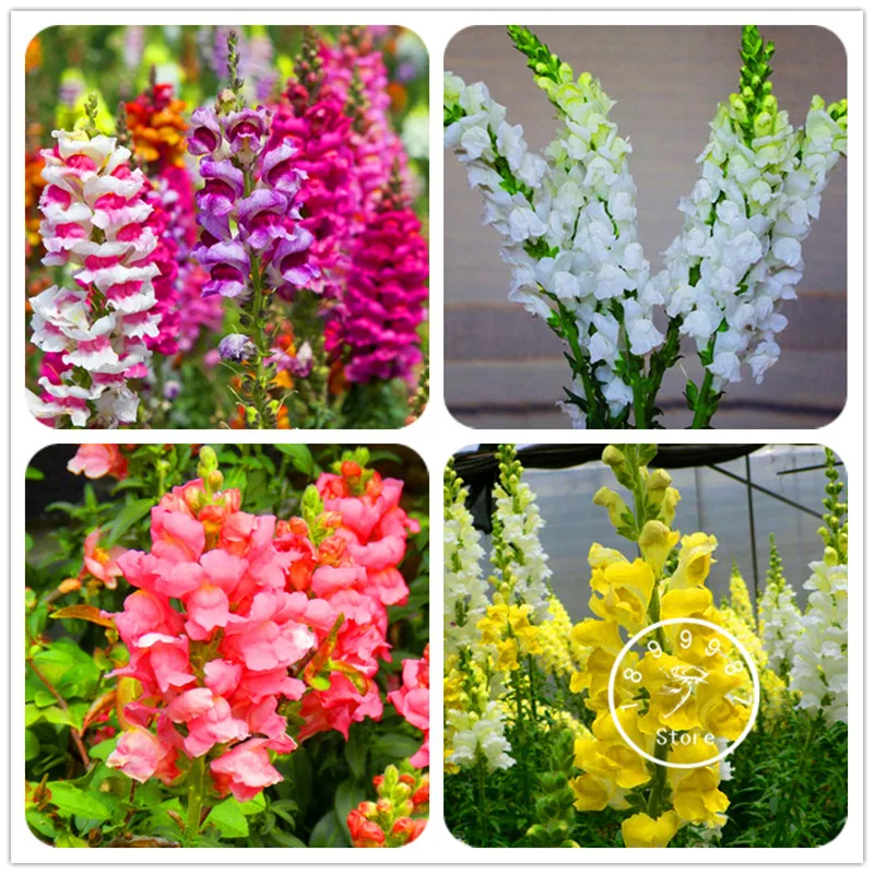 100 шт. в упаковке разные цвета опционально Snapdragon растение бонсай балконные