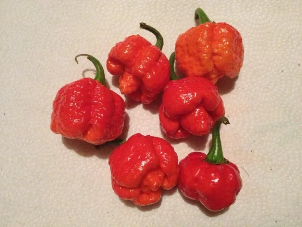 200 штук- Оригинальные Свежие Редкие "Trinidad Moruga Scorpion" перец бонсай(горячий чили) Органические растительные растения