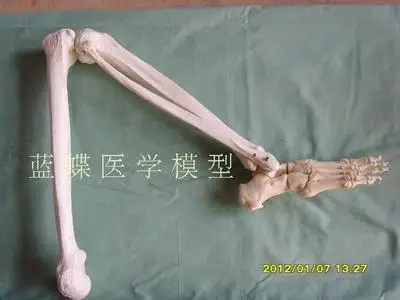 

nutural size Human Lower limb skeleton model Lower limb Knee and foot let bone Anatomical Model medical use