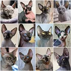 Evershine Алмазная вышивка распродажа 5D DIY алмазная мозаика кошки полная площадь Алмазный Живопись животное вышивка крестом наборы декор для дома