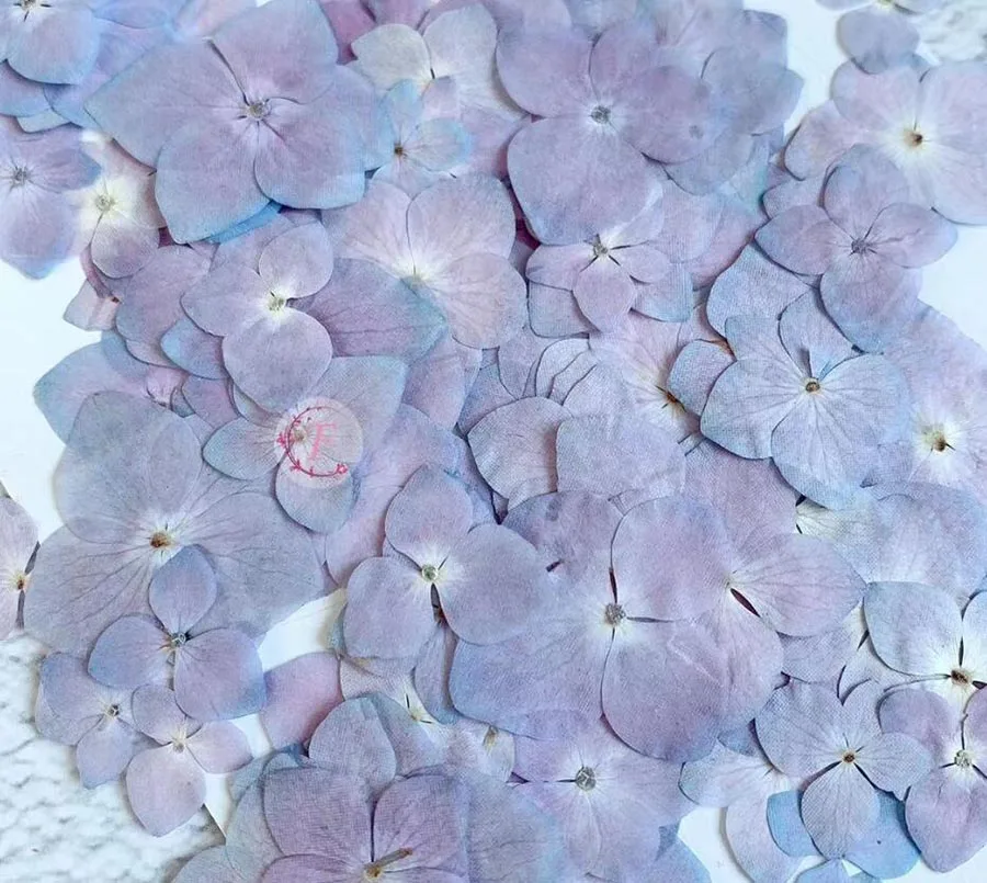 

60pcs Pressed Dried Pink-Purple Hydrangea Macrophylla Flower Plant Herbarium For Jewelry Postcard Invitation Card Phone Case DIY