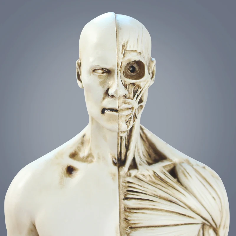 Нордическая медицинская модель человеческой мускулоскутной анатомической